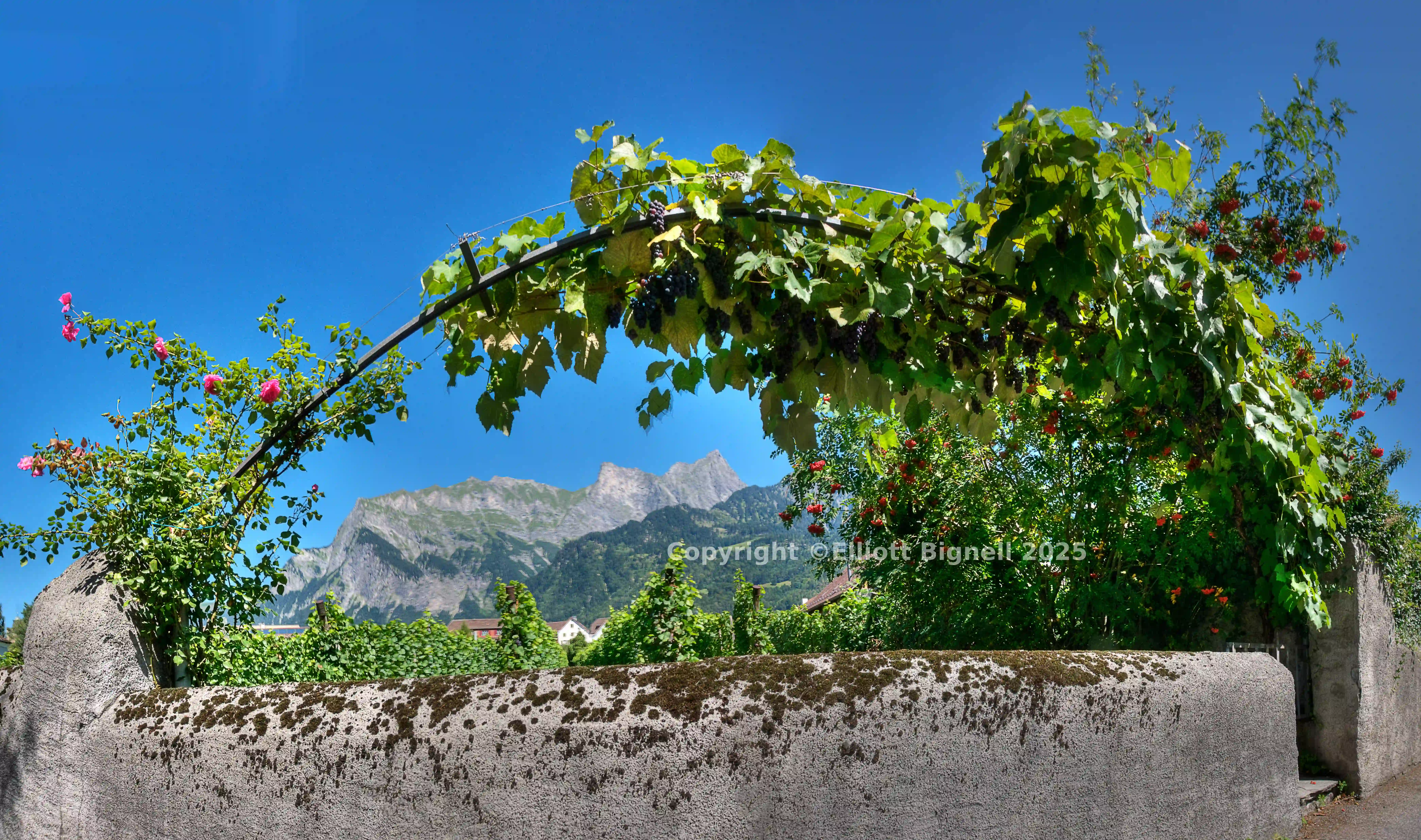 Maienfeld Weinberg 2.jpg